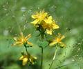 imperforate St John's-wort